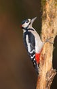 Greater spotted woodpecker on tree trunk