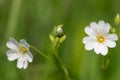Greater stitchwort chwort rabelera holostea flowers