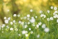 Greater Stitchwort Flowers in Springtime