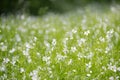 Greater stitchwort Rabelera holostea, field of white flowers Royalty Free Stock Photo