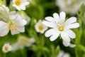 Greater stitchwort (rabelera holostea) flower