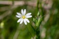 Greater stitchwort (rabelera holostea) flower