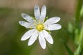 Greater stitchwort (rabelera holostea) flower