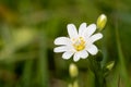 Greater stitchwort rabelera holostea flower Royalty Free Stock Photo