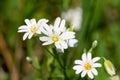 Greater stitchwort (rabelera holostea) flowers