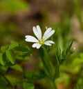 Greater Stitchwort