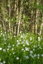 Greater Stitchworts with sunny grove background, small white notched flowers Royalty Free Stock Photo