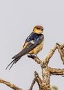 Greater Striped Swallow Royalty Free Stock Photo