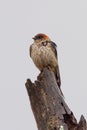 A Greater Striped Swallow perched on a tree stump on a rainy morning Royalty Free Stock Photo