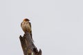 A Greater Striped Swallow perched on a tree stump on a rainy morning Royalty Free Stock Photo