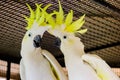 Greater Sulphur-crested Cockatoo