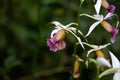 Greater swamp-orchid, Phaius tankervilleae Royalty Free Stock Photo