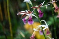 Greater swamp-orchid, Phaius tankervilleae Royalty Free Stock Photo