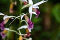 Greater swamp-orchid, Phaius tankervilleae Royalty Free Stock Photo