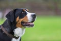 Greater Swiss Mountain Dog