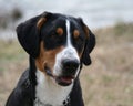 Greater Swiss Mountain Dog