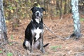 Greater Swiss Mountain Dog mix sitting down outside on leash Royalty Free Stock Photo