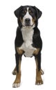 Greater Swiss Mountain Dog, standing