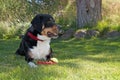 Greater Swiss Mountain Dog With Toy