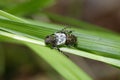 Greater Thorn-tipped Longhorn Beetle