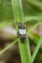 Greater Thorn-tipped Longhorn Beetle