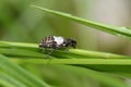 Greater Thorn-tipped Longhorn Beetle