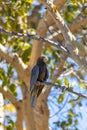 Greater vasa parrot, Coracopsis vasa, Tsimanampetsotsa Nature Reserve, Madagascar Royalty Free Stock Photo