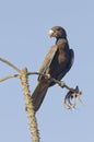 Greater Vasa Parrot - Coracopsis vasa - Madagascar Royalty Free Stock Photo