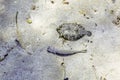 Greater Weever on Sandy Sea Floor, European Flounder Camouflaged