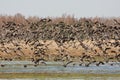 Greater White-fronted geese in flight