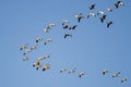 Greater White-Fronted Geese Flying Among the Snow Geese