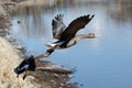 Greater White-fronted Geese taking off Royalty Free Stock Photo