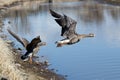 Greater White-fronted Geese taking off Royalty Free Stock Photo