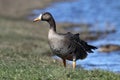 GREATER WHITE-FRONTED GOOSE