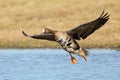 Greater White-fronted Goose - Anser albifrons