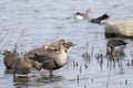 Greater white-fronted goose Anser albifrons