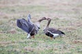 Greater white-fronted goose Anser albifrons in its natural hab