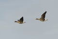 Greater white-fronted goose (anser albifrons) pair flying in the sky