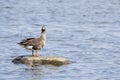 Greater white-fronted goose Anser albifrons resting on a granite stone