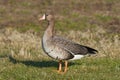 Greater white-fronted goose (Anser albifrons) Royalty Free Stock Photo