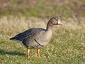 Greater white-fronted goose (Anser albifrons) Royalty Free Stock Photo