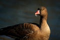 Greater white-fronted goose, Anser albifrons, walking bird in the nature habitat, detail portrait, park in Basel, Swiss. Bird in