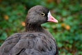 Greater white-fronted goose, Anser albifrons, walking bird in the nature habitat, detail portrait, park in Basel, Swiss. Bird in