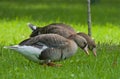 Greater white-fronted goose in the field