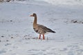 Greater White-fronted Goose