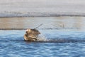 White-fronted or Speckle Belly Goose Bathing