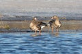 White-fronted or Speckle Belly Goose Pair