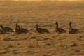 Greater White-fronted goose in spring