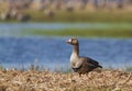 Greater White-fronted goose in spring