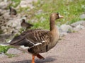 Greater white-fronted goose on track